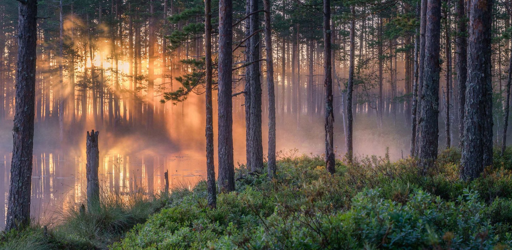 Autumn landscape of a forest